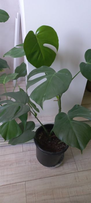 Монстера комнатные цветы