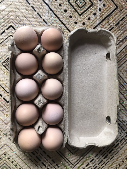 Oua Australorp / Araucana / Italian Potarnichiu
