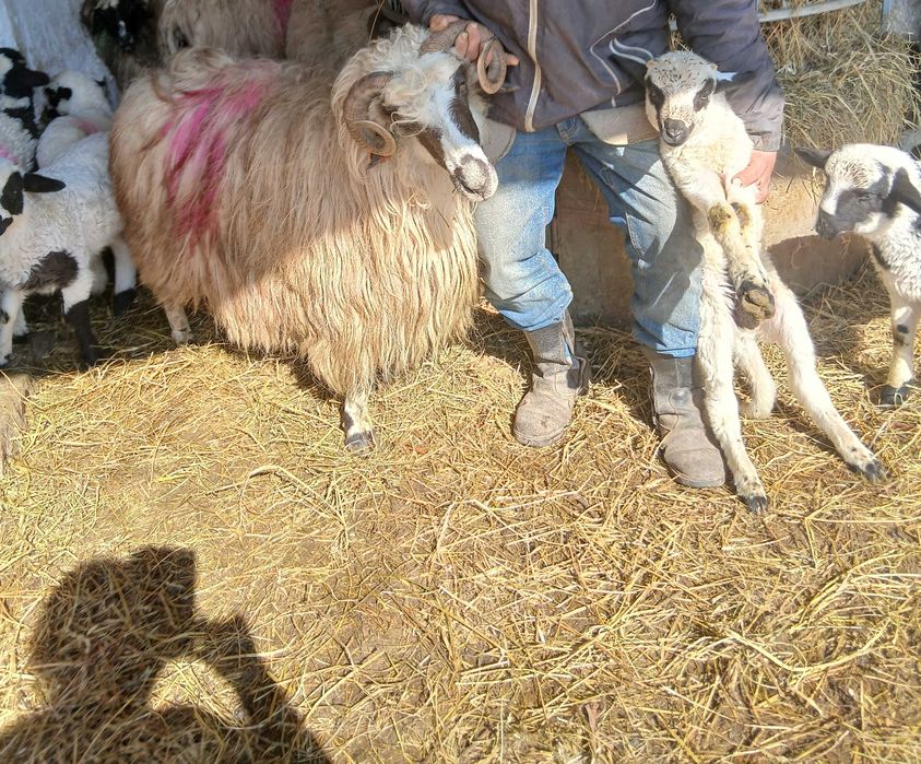 Vând     şase      Oi