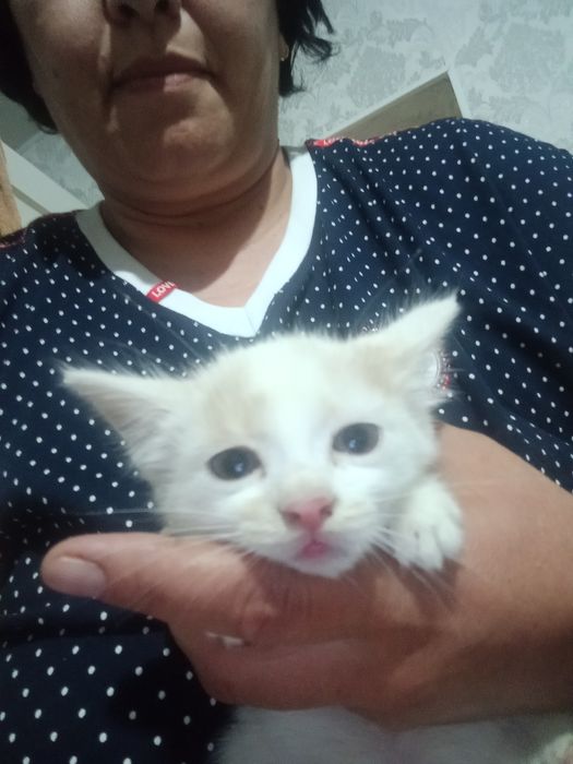 Отдам котят в хорошие руки