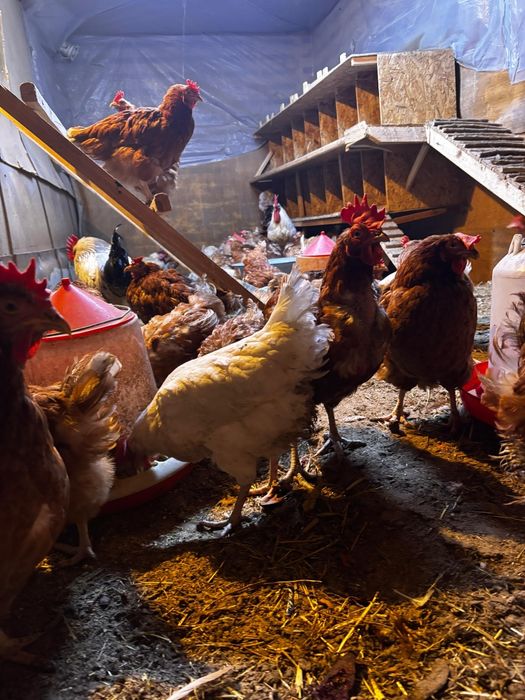 Продам курей несушек