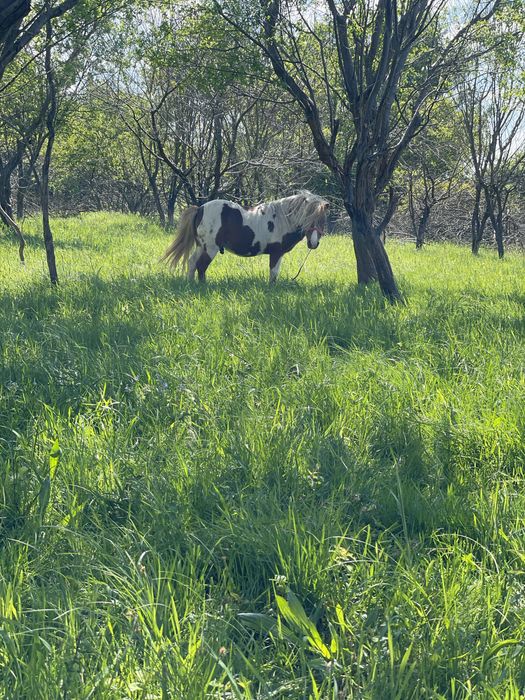 Vand armasar de ponei