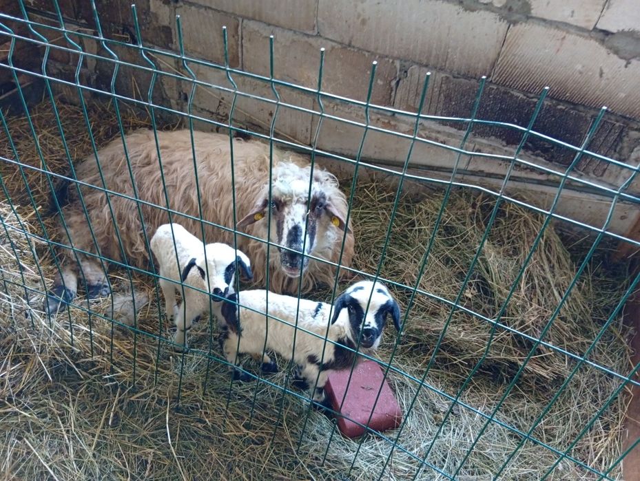 Vând oaie țurcană cu doi miei fătată de câteva zile
