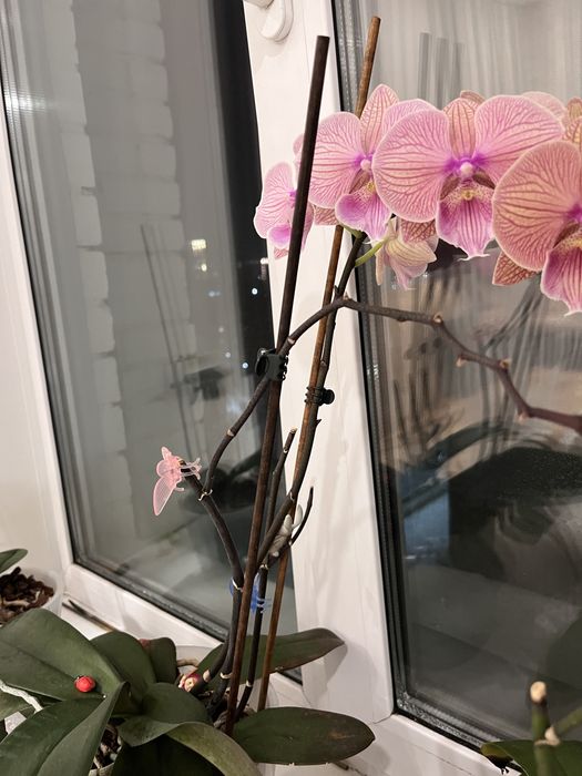 Продам орхидеи, в горшках
