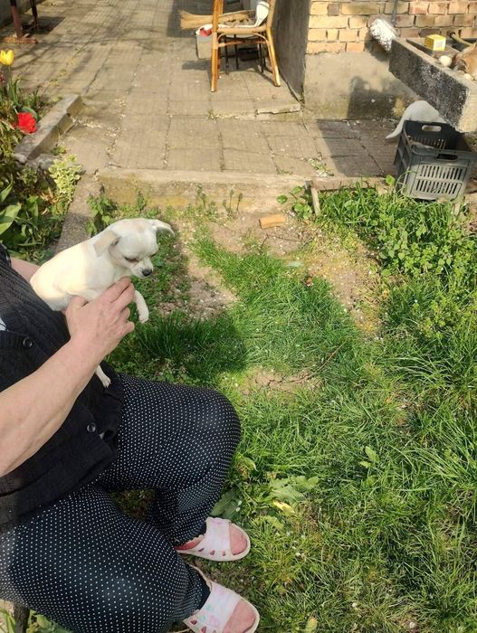 Мини чихуа пинчер