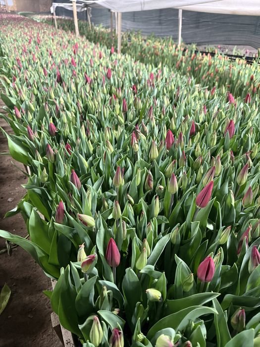 Тюльпаны 50-80см с луковицей/ Алматы