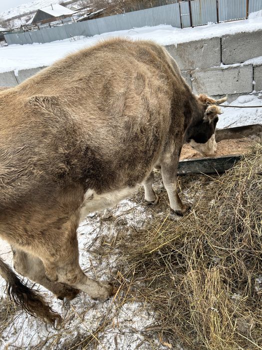 Корова и быки продам