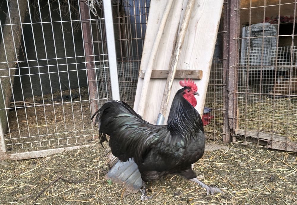 Cocoș Australorp Negru