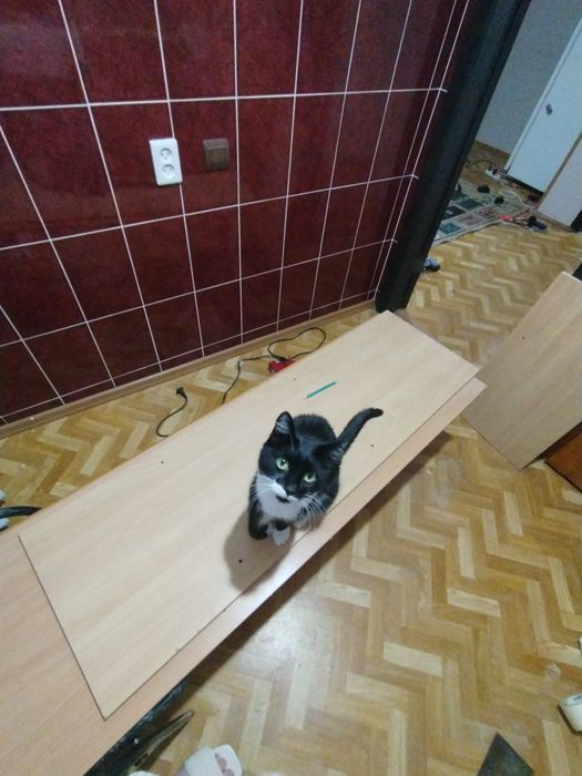 Отдам Кота срочно