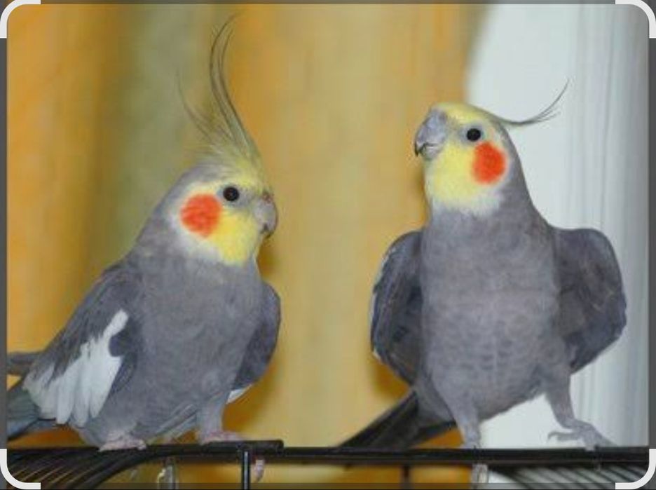 Попугаи Корелла 5 дона