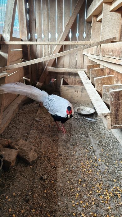 Fazani argintii  de vanzare