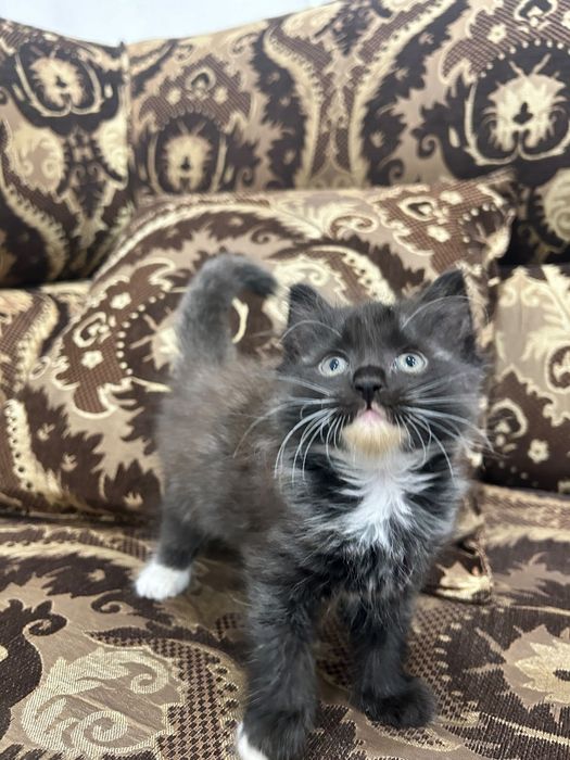 Котята ищут любящих хозяев.
