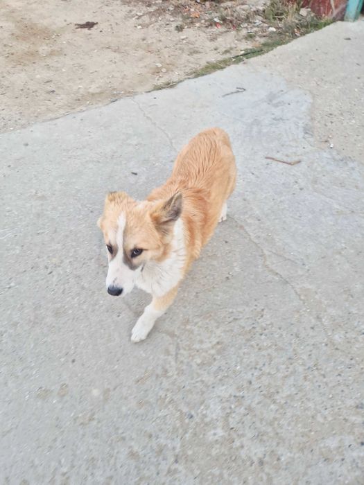 Королевская собака Корги