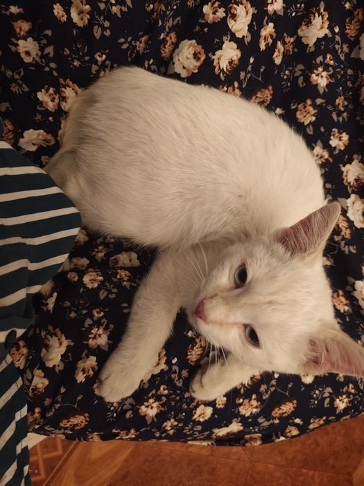 Нашли кота ,белый мальчик