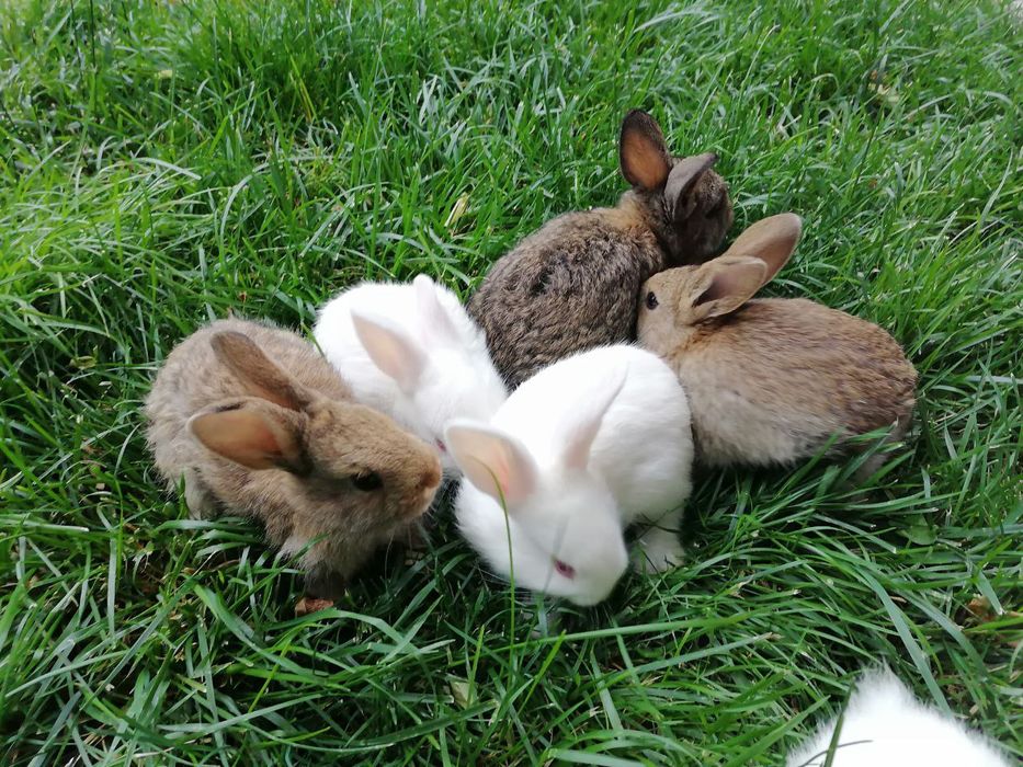 Quyon bolalari sotiladi