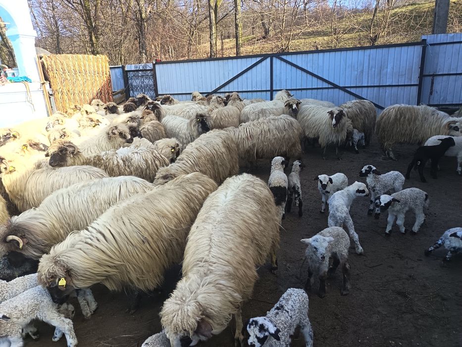 Vând 50 de oi cu miei lângă ele tinere miori și strămiori