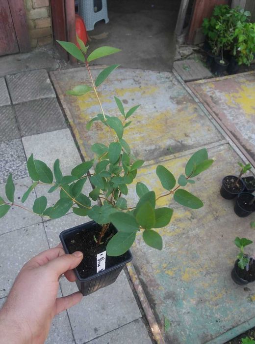 Лоницера Камчатика - Майска Боровинка