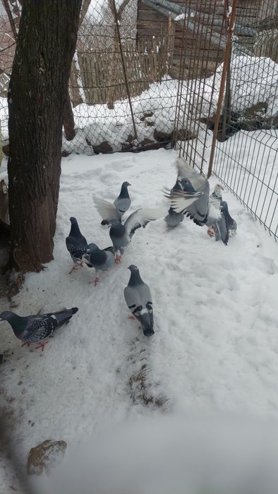 Vând porumbei voiajori