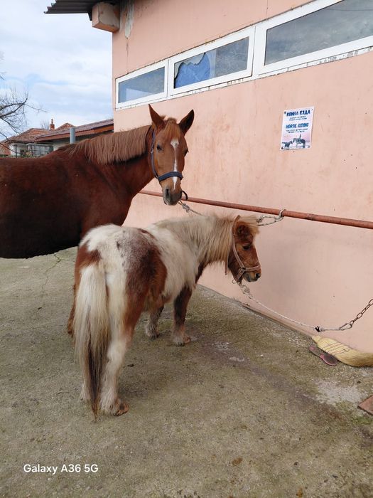 Пони шарено женско