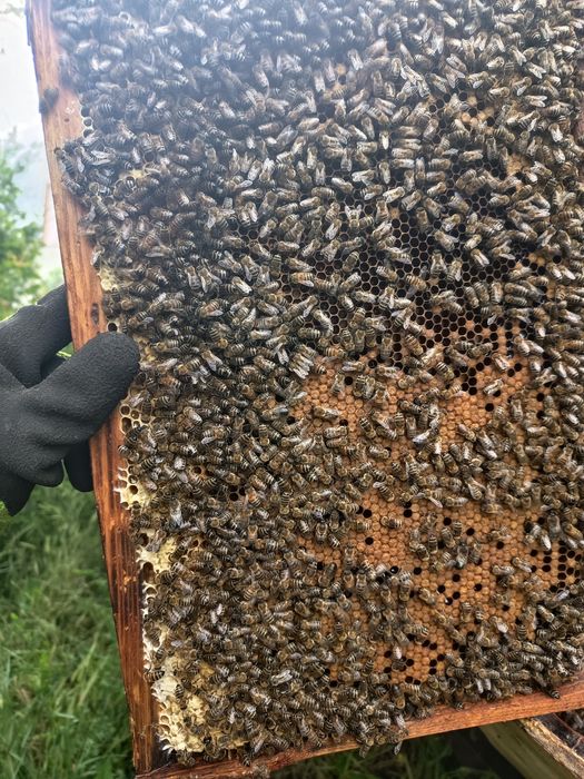 Vînd roi foarte buni
