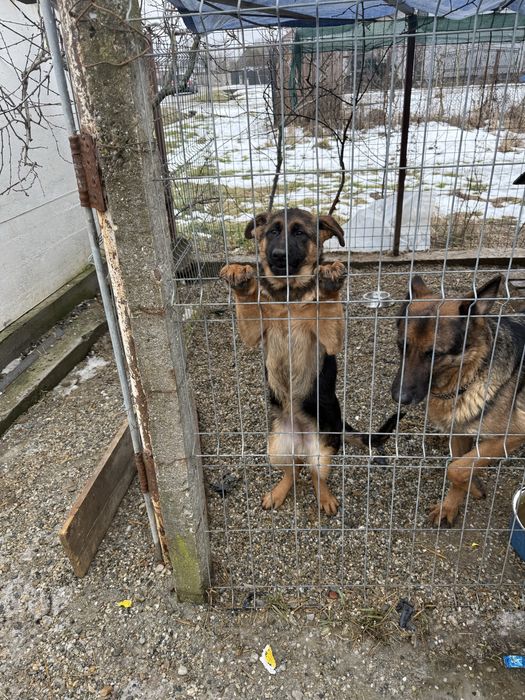 Vand pui Ciobanesc German