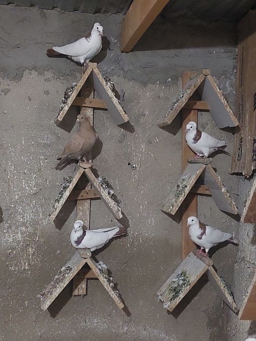 Құстар сатылады.