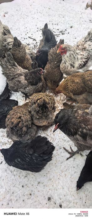 Кокошки породисти