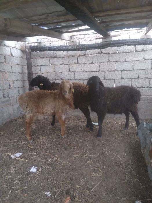 Осы 3 қошқар сатылады бағасын келісеміз