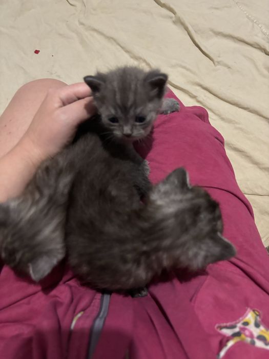 Продам котенка британца