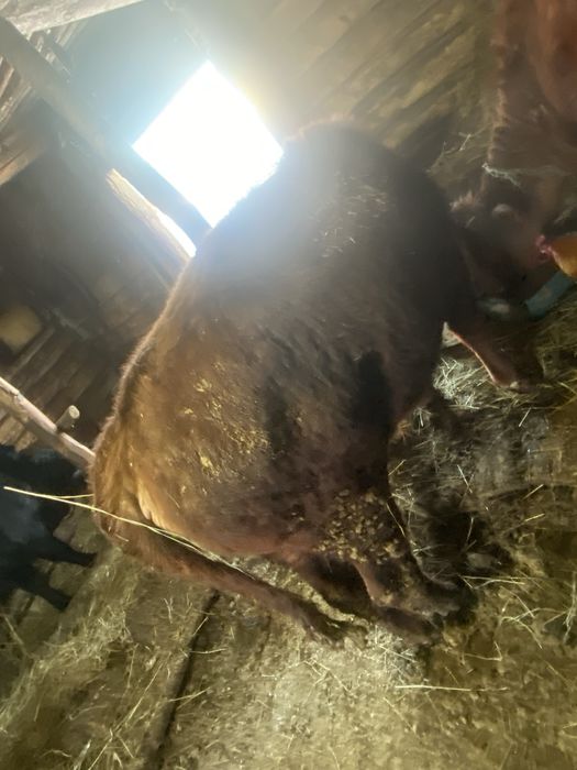 Продается 2бычка 1тёлка