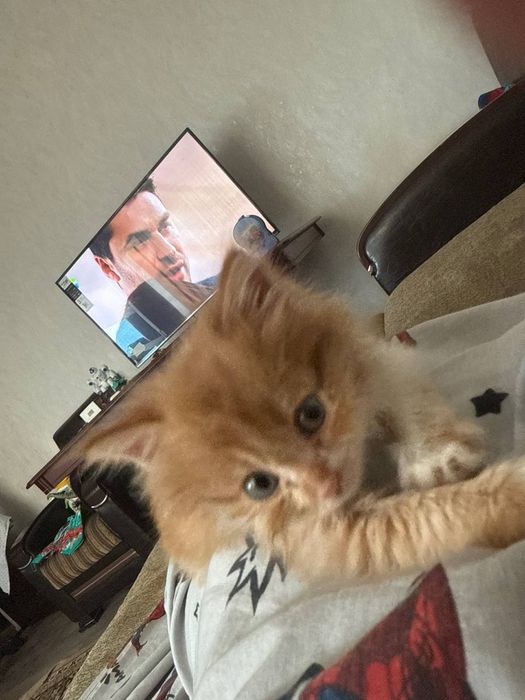 Котёнка в хорошие руки