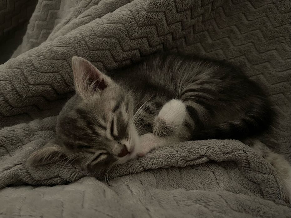 котенок девочка
