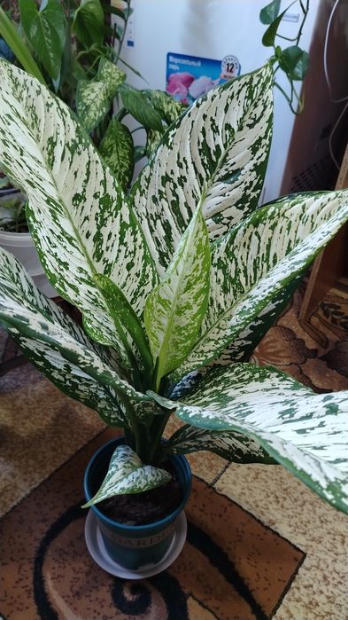 Продам комнатный цветок