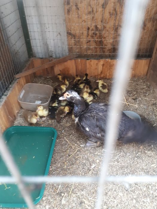 Продам индоуток годовалых.только девочки.