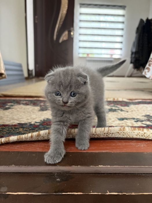 Скотиш фолд и Страйт Котята (Scottish Fold / Scottish Straight)