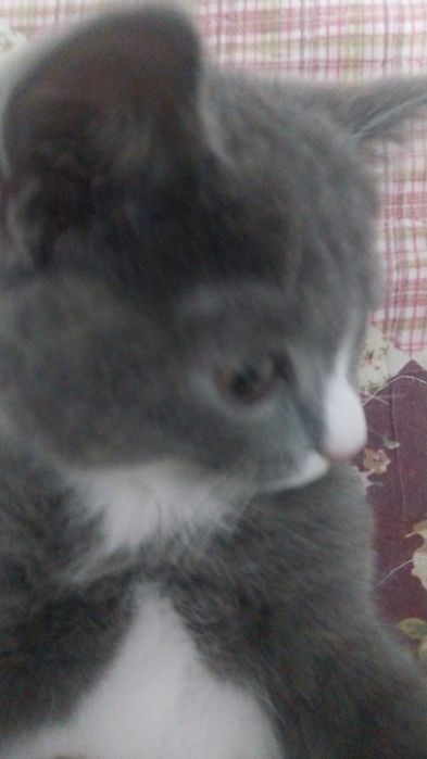 Кот мальчик пордисти