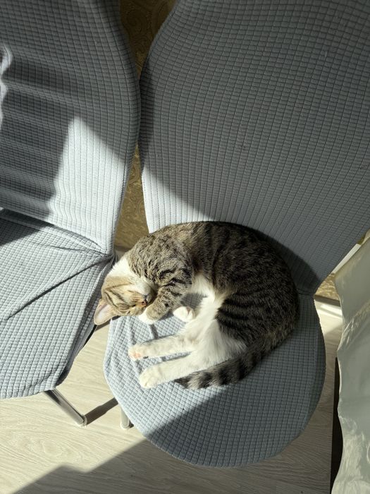 Отдам кошку в добрые руки