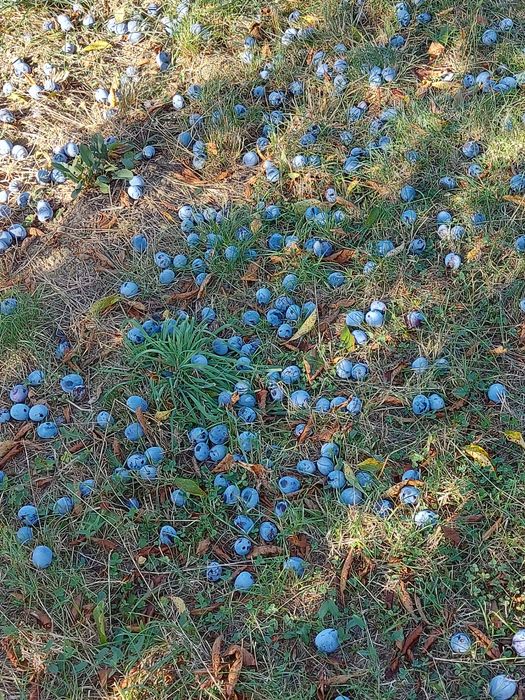 Prune tuica anaspet și pere gutui