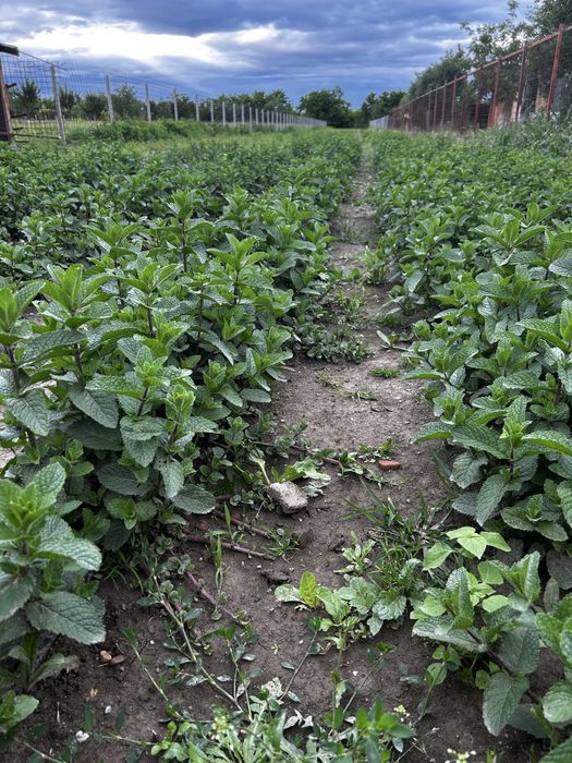 Vand stoloni de menta