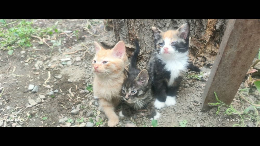 Отдам котят мальчики и девочки