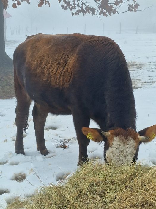 Vând vacă , depune pe 16 februarie