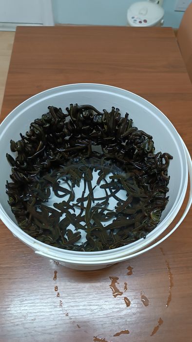 Пиявки Рессей от 550 теңге