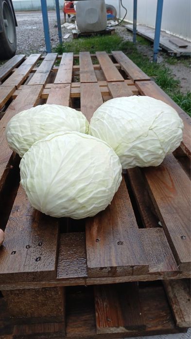 De vanzare Varza Gintama