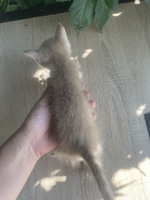 Отдам даром котенка