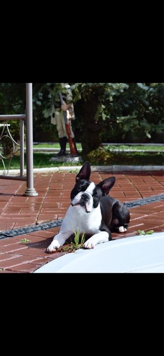 Boston Terrier Femela (Nu Bulldog francez )