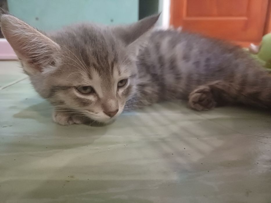 Отдам котят бесплатно