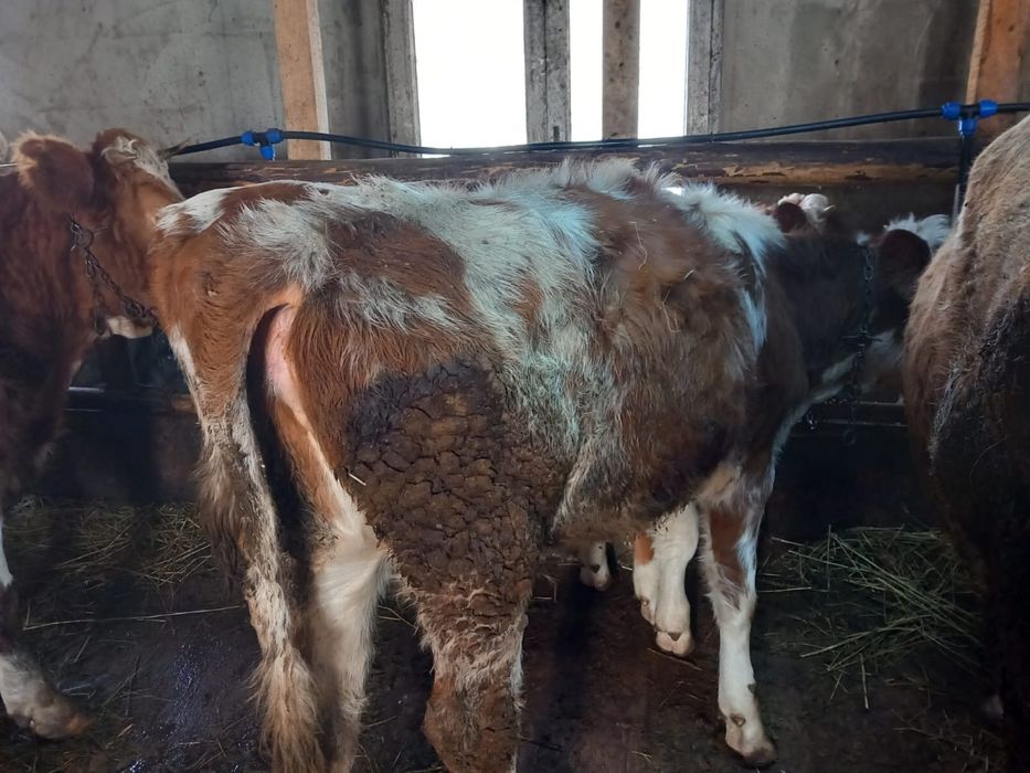 Vand animale si o moară de porumb