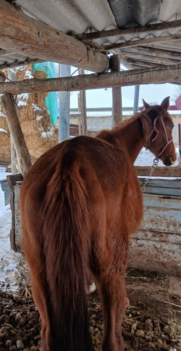 Буаз биелер сатылады жылкы