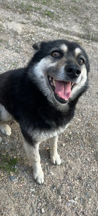 Пропала собака 2 января