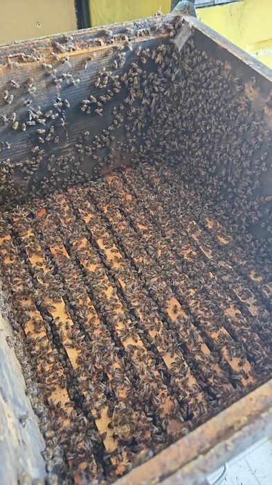 Vând familii albine